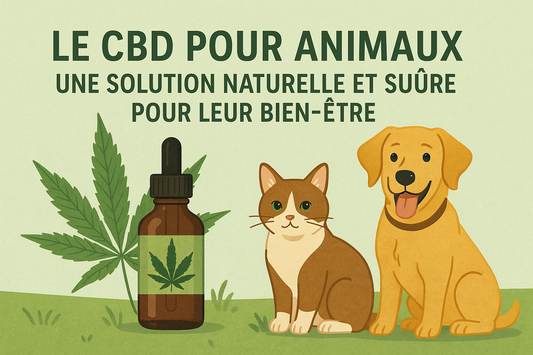 Le-CBD-pour-Animaux-Une-Solution-Naturelle-et-Sûre-pour-Leur-Bien-être Golden King