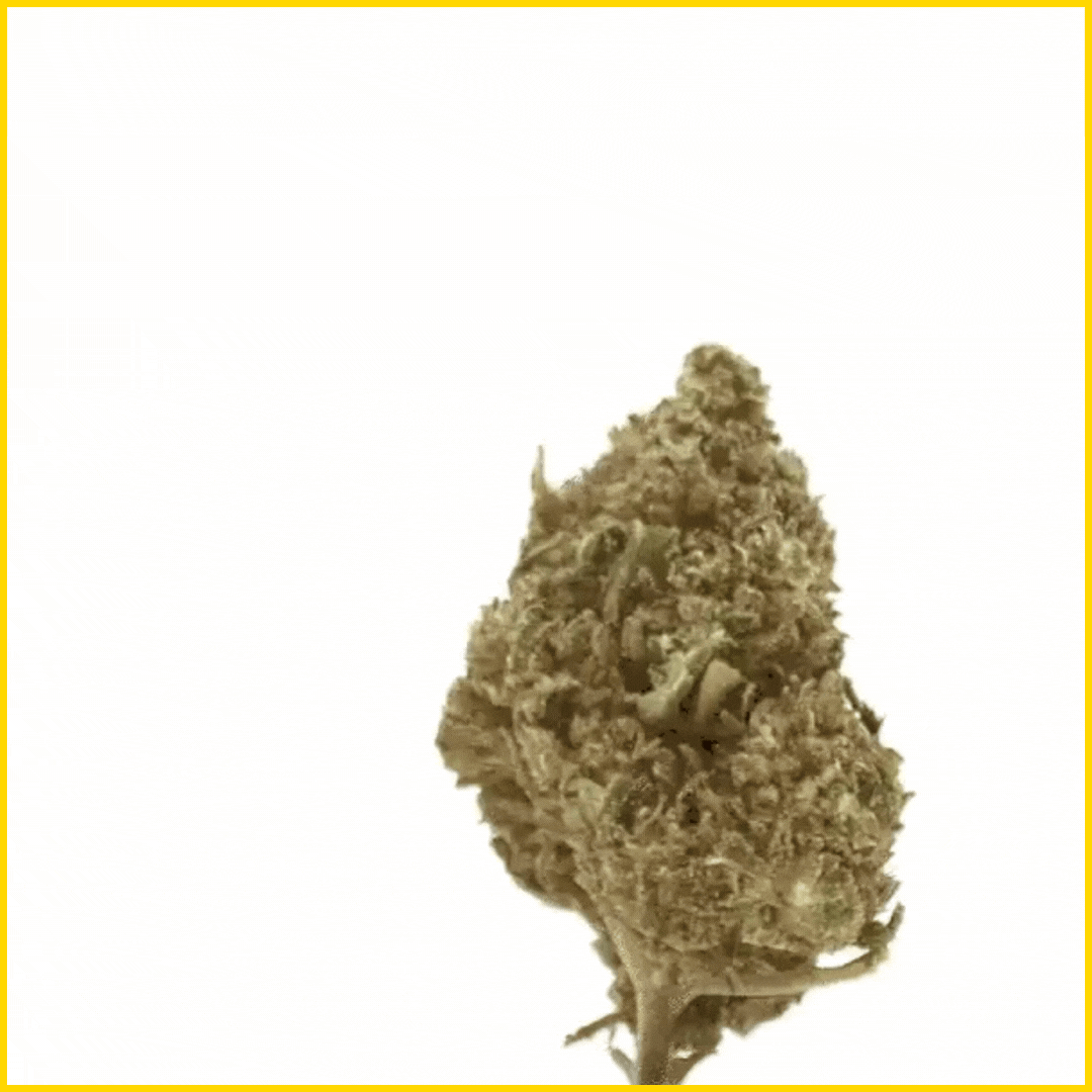 GIF CBD Cookie Kush, effet relaxant avec une tête qui tourne, pour une expérience gourmande et apaisante, disponible sur goldenking.fr