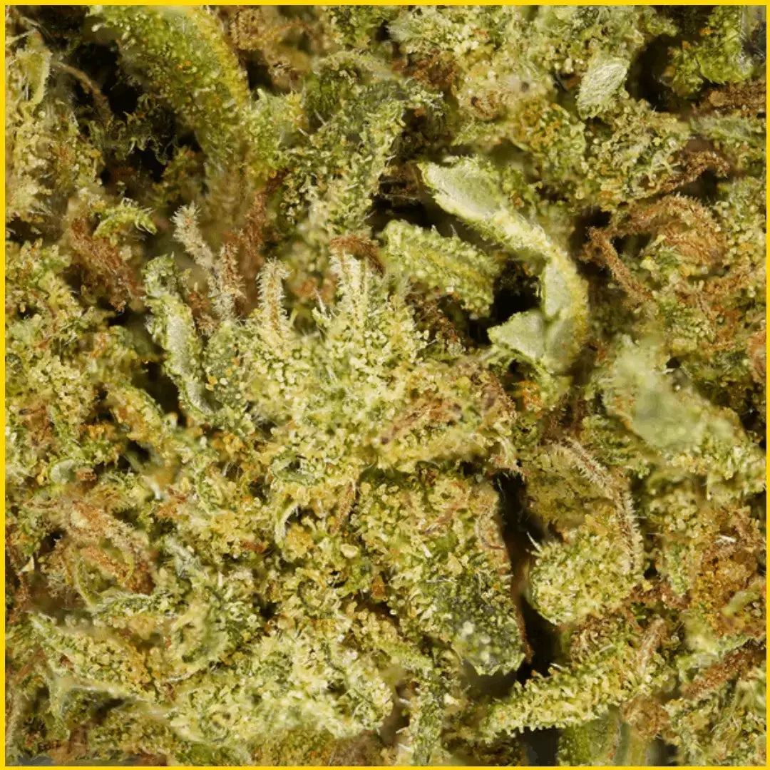 Zoom sur la fleur CBD Cookie Kush, une qualité premium aux arômes gourmands et aux effets relaxants, disponible sur goldenking.fr