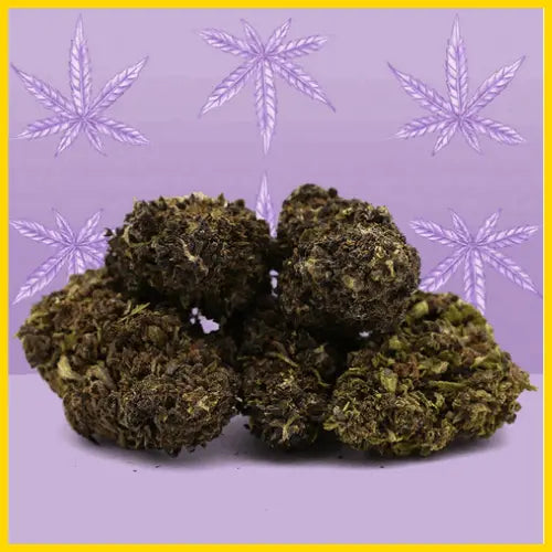 CBD Purple Haze, une fleur premium aux arômes puissants et relaxants, disponible sur goldenking.fr