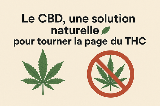 Le-CBD-une-solution-naturelle-pour-tourner-la-page-du-THC Golden King