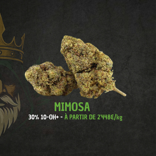 Mimosa Golden King