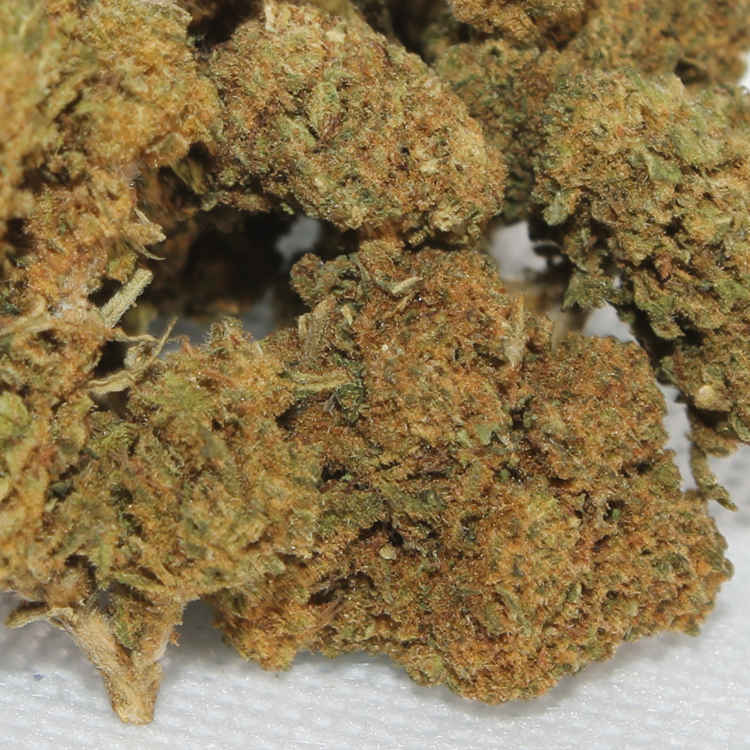 Cookie Kush🍪 Golden King