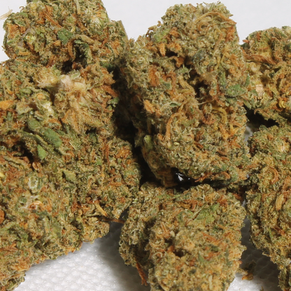 Orange Bud 🍊 Golden King
