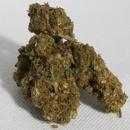 Orange Bud 🍊 Golden King