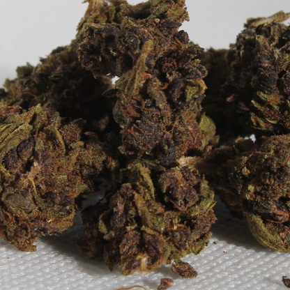 Purple Haze 🔮 Golden King