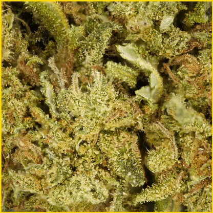 Zoom sur la fleur CBD Cookie Kush, une qualité premium aux arômes gourmands et aux effets relaxants, disponible sur goldenking.fr