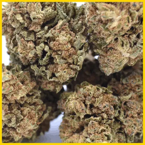 Zoom sur la fleur CBD Harlequin, une qualité premium aux effets apaisants et aux arômes délicats, disponible sur goldenking.fr.