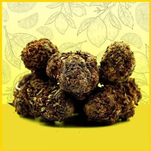 CBD Lemon Haze, une fleur fruitée et fraîche avec des effets relaxants, disponible sur goldenking.fr