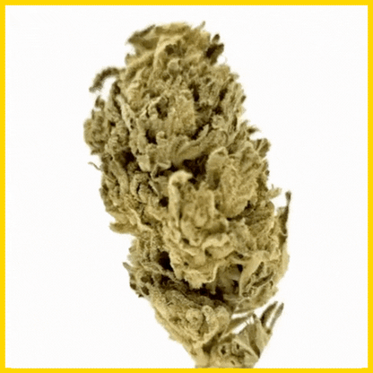 GIF CBD Lemon Haze, effet relaxant avec des arômes frais et fruités, disponible sur goldenking.fr