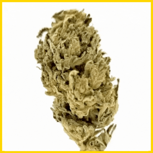 GIF CBD Lemon Haze, effet relaxant avec des arômes frais et fruités, disponible sur goldenking.fr