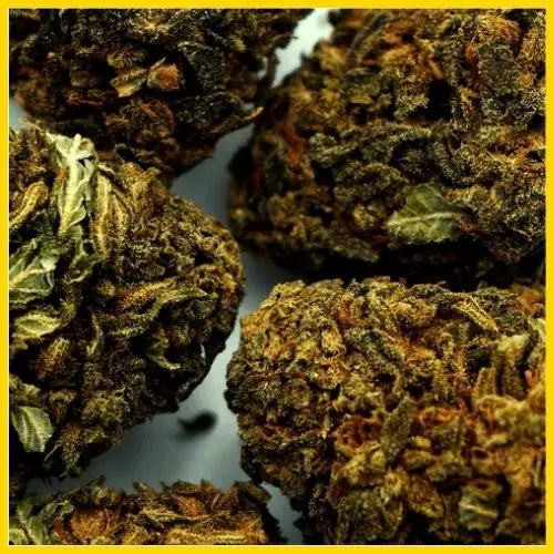 Zoom sur la fleur CBD Lemon Haze, avec des arômes citronnés et une expérience relaxante, disponible sur goldenking.fr