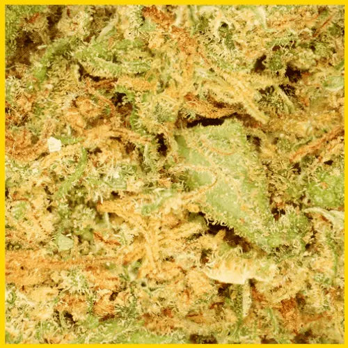 Zoom sur la fleur CBD Orange Bud, qualité premium avec des arômes fruités et des effets relaxants, disponible sur goldenking.fr