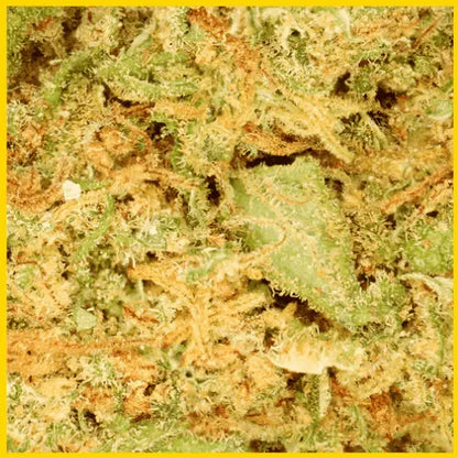 Zoom sur la fleur CBD Orange Bud, qualité premium avec des arômes fruités et des effets relaxants, disponible sur goldenking.fr