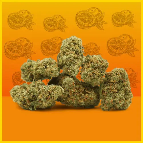 CBD Orange Bud, fleur de qualité premium avec des arômes fruités et relaxants, disponible sur goldenking.fr